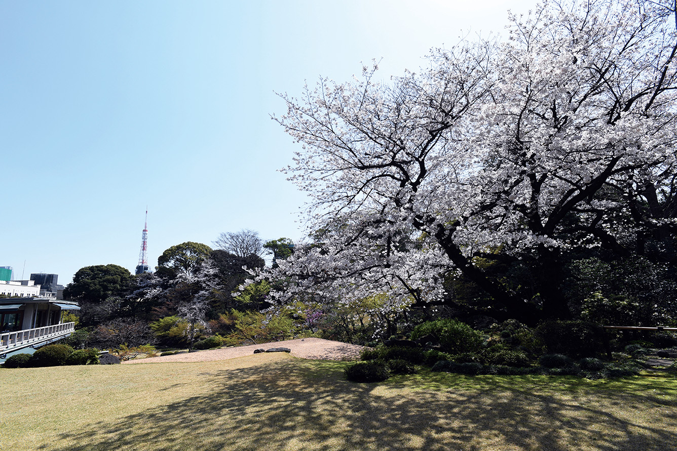 国際文化会館の桜