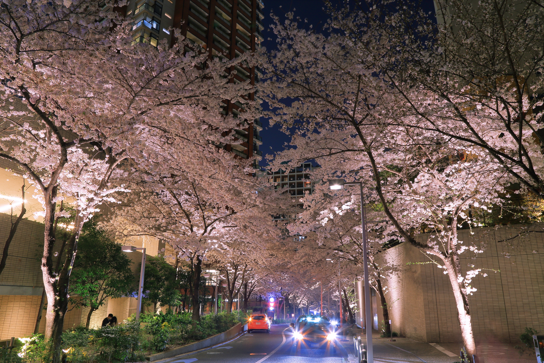 さくら坂の夜の桜道