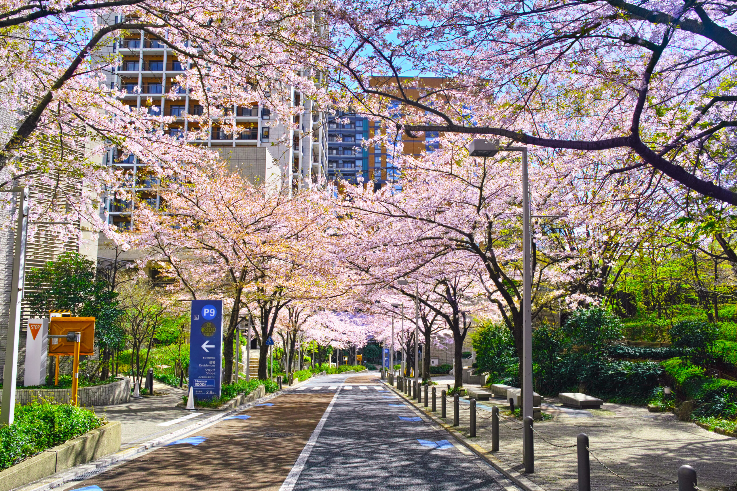 さくら坂の昼の桜道